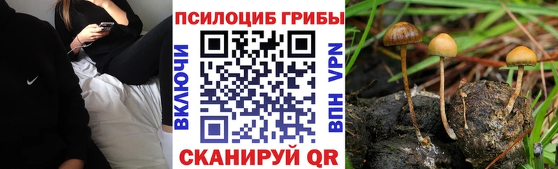 Псилоцибиновые грибы мицелий  продажа наркотиков  гидра онион  Олонец 
